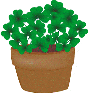 lovely shamrock plant